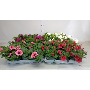 Petunia  'Surfinia'   ...