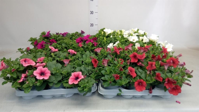 <h4>Petunia  'Surfinia'   ...</h4>
