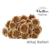 CHR T ALTAJ SAFARI