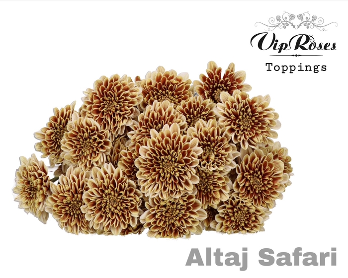 CHR T ALTAJ SAFARI