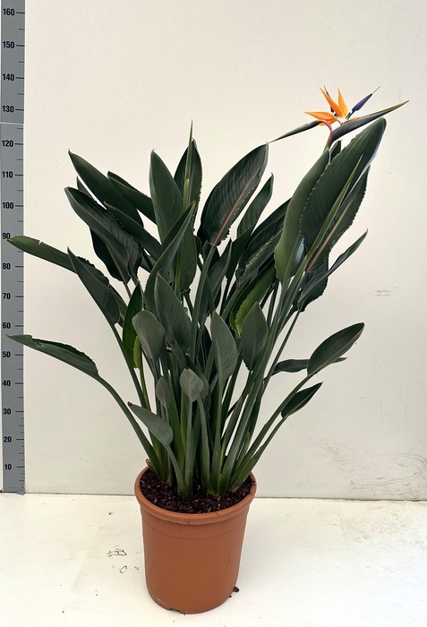 <h4>STRELITZIA REGIN BL</h4>