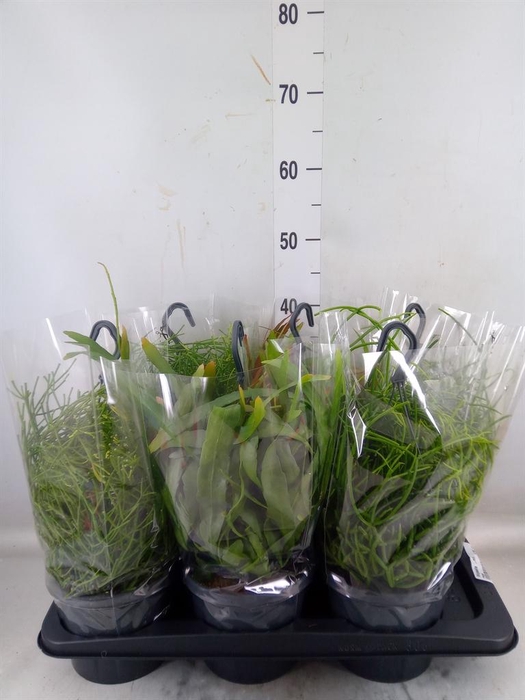 <h4>Rhipsalis   ...mix</h4>