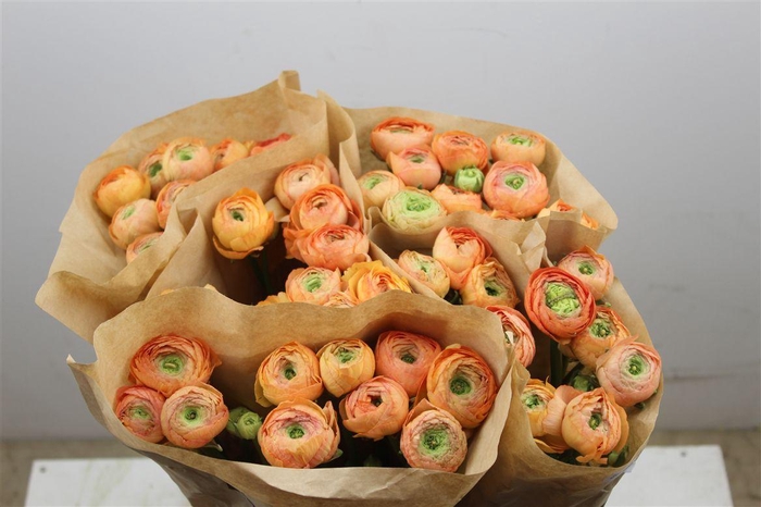 <h4>Ran Cloni Ex Honey</h4>