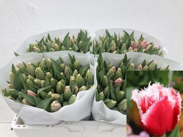 <h4>TU FR NEW SANTA</h4>