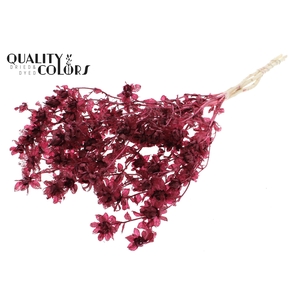 Carthamus per bunch Intense Burgundy