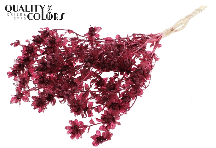 <h4>Carthamus per bunch Intense Burgundy</h4>