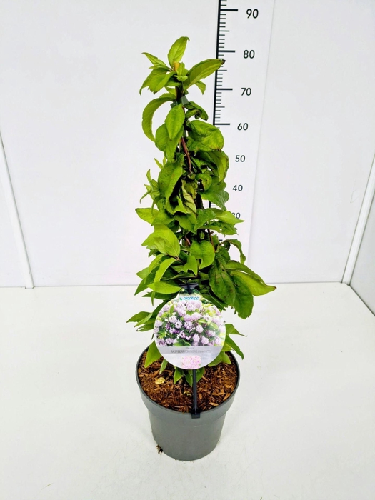 <h4>Deutzia</h4>