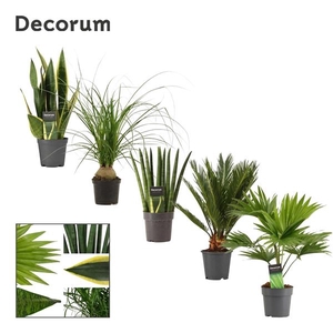 Autre plantes verde mélangé