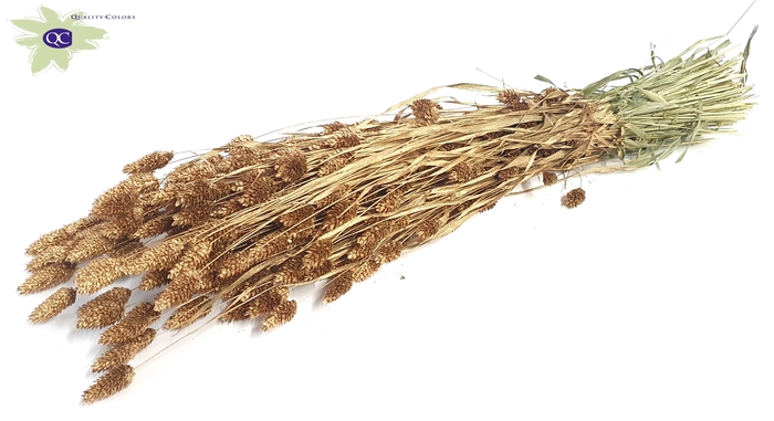 Phalaris per bunch Antique Gold