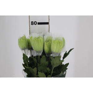 ANASTASIA DARK GREEN 080 CM VERDE