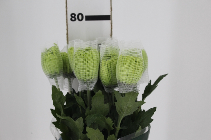 ANASTASIA DARK GREEN 080 CM VERDE