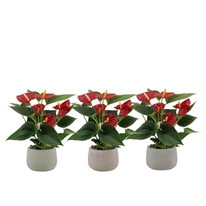 Anthurium Diamond Red in Oslo ceramics