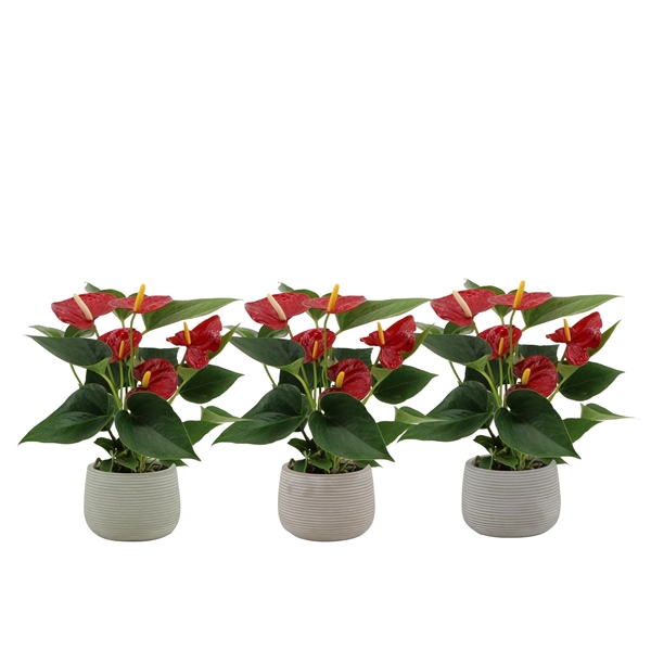 <h4>Anthurium Diamond Red in Oslo ceramics</h4>