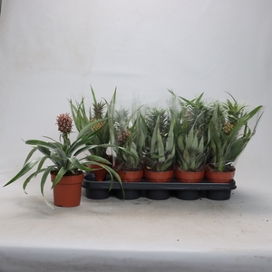 ANANAS OV