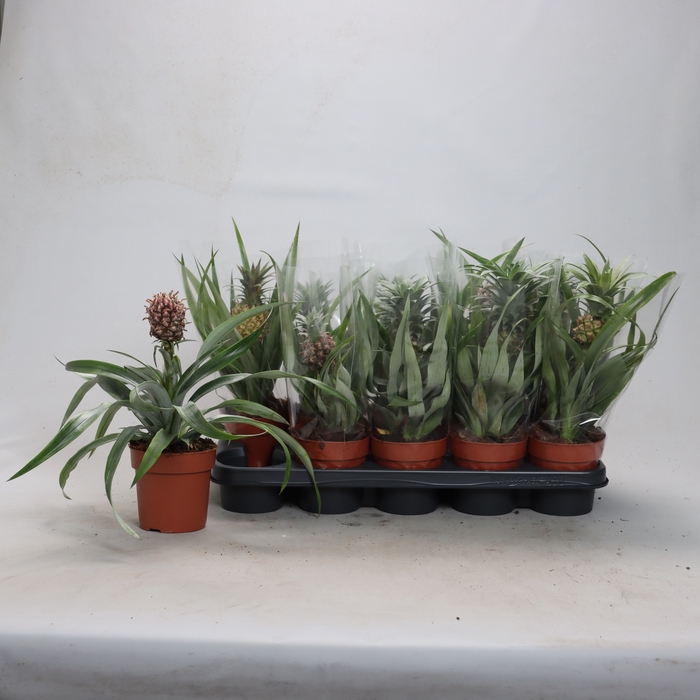<h4>ANANAS OV</h4>