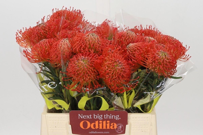 <h4>LEUCOSPERMUM CORD. 'SUCCESSION'</h4>