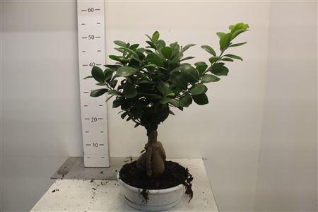 <h4>Fic Mi Ginseng</h4>