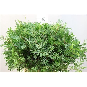 Deco Gr Pistache Per Bos L 50