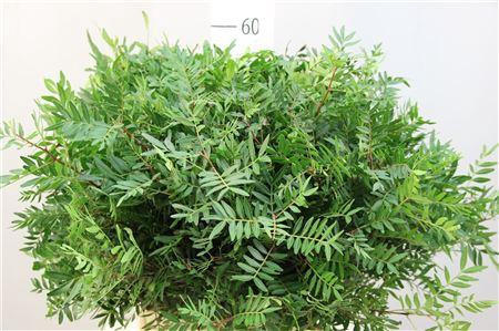 <h4>Deco Gr Pistache Per Bos L 50</h4>