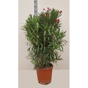 NERIUM OLEANDER OV