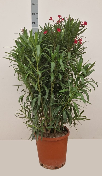 NERIUM OLEANDER OV