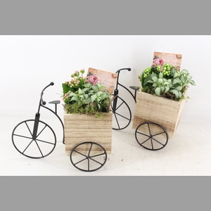 arr2 TD - Driewieler - roze/wit