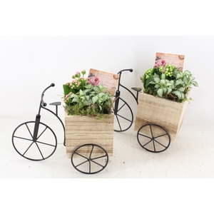 arr2 TD - Driewieler - roze/wit
