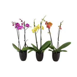 Hugo Black Phal Mix 2T14+