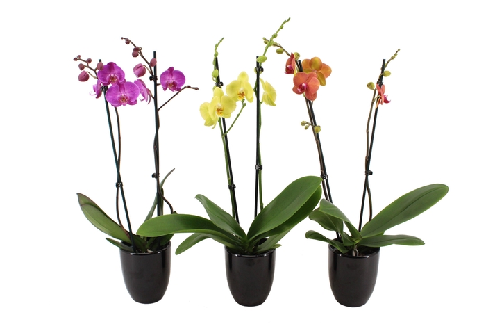 <h4>Hugo Black Phal Mix 2T14+</h4>