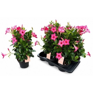 MANDE SUN PINK