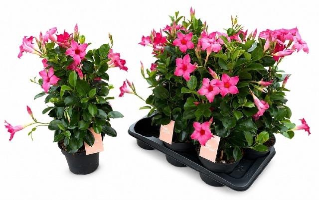 <h4>MANDE SUN PINK</h4>