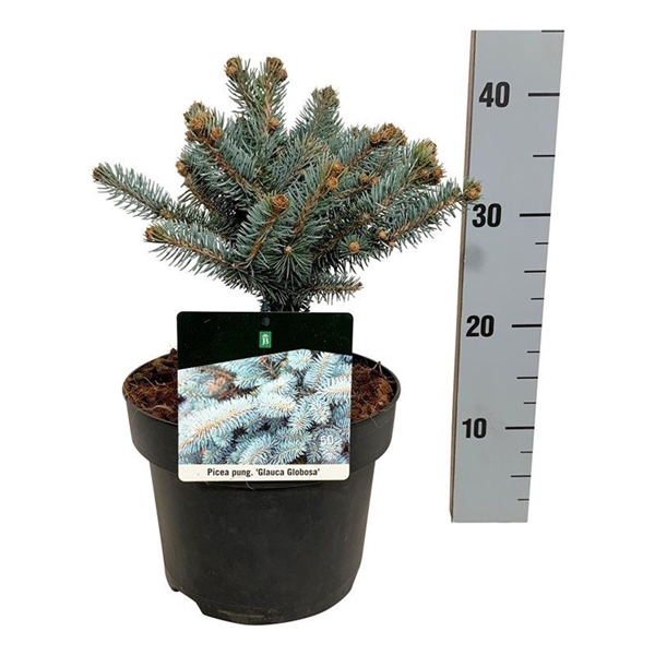<h4>Picea pung. 'Glauca Globosa'</h4>