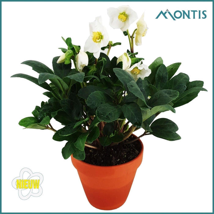 <h4>Helleborus niger Christmas Carol</h4>