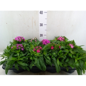 Dianthus barb.