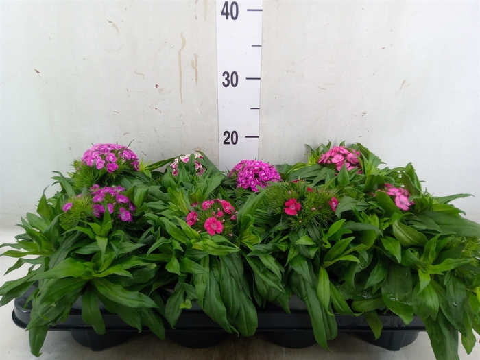 <h4>Dianthus barb.</h4>
