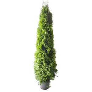 Thuja occ. Smaragd, plantmaat 180-200 cm - Rondgestoken -