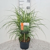 Miscanthus sinensis Strictus
