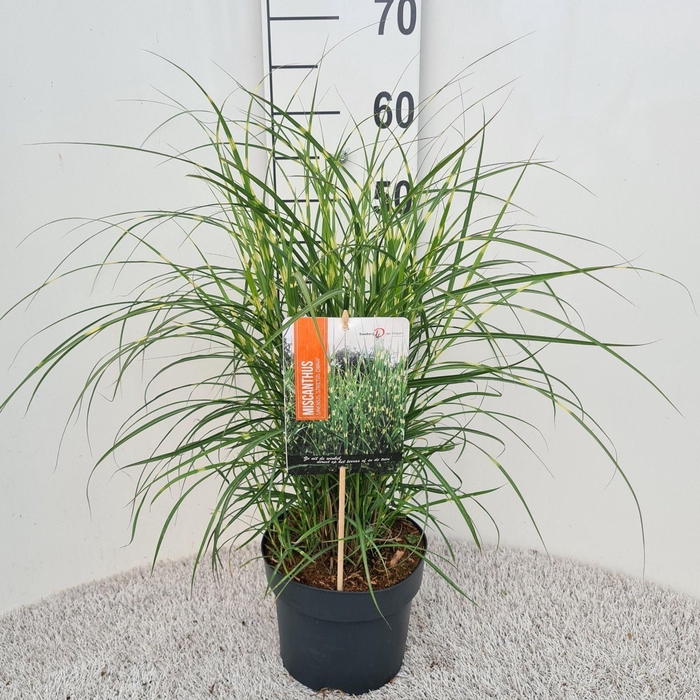 Miscanthus sinensis Strictus