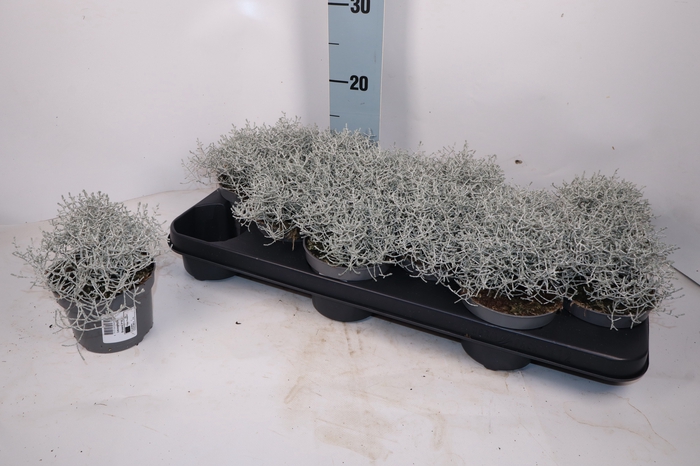 <h4>LEUCOPH BROWNII</h4>