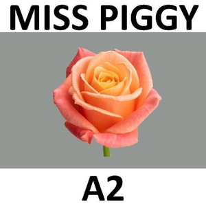 R GR MISS PIGGY+ @ A2 60 cm x10
