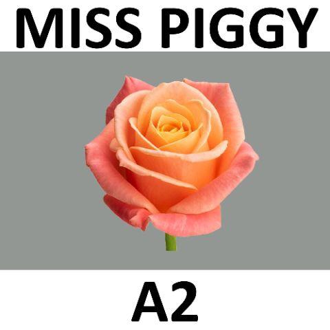 <h4>R GR MISS PIGGY+ @ A2 60 cm x10</h4>