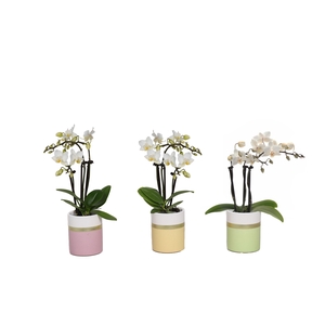 Dolomite Horizon Pastel Tiny Dolls Wit 3T18+ Aqu@