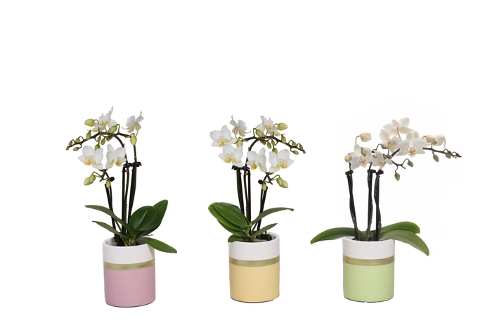 <h4>Dolomite Horizon Pastel Tiny Dolls Wit 3T18+ Aqu@</h4>