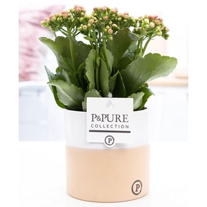 Kalanchoe pink in P&PURE Rosy ceramics