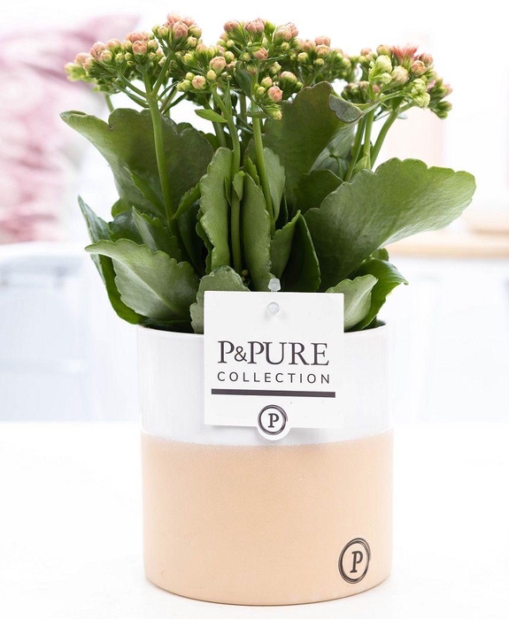 <h4>Kalanchoe pink in P&PURE Rosy ceramics</h4>