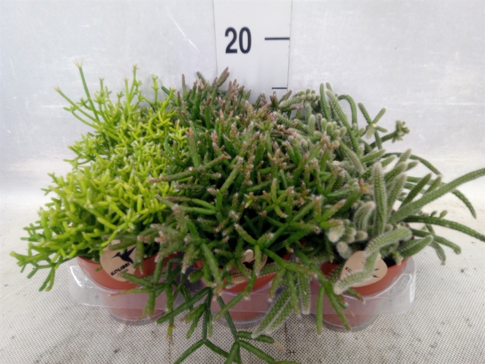 <h4>Rhipsalis   ...mix</h4>