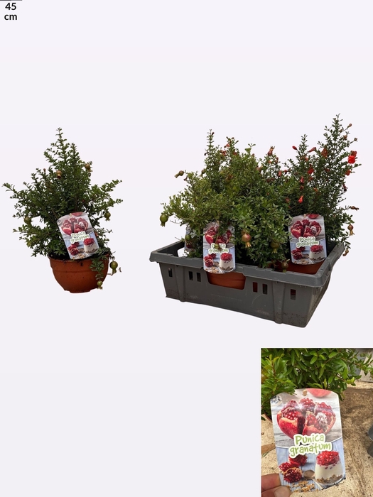<h4>PUNICA GRANATUM NANA</h4>