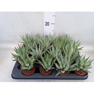 Aloe humilis