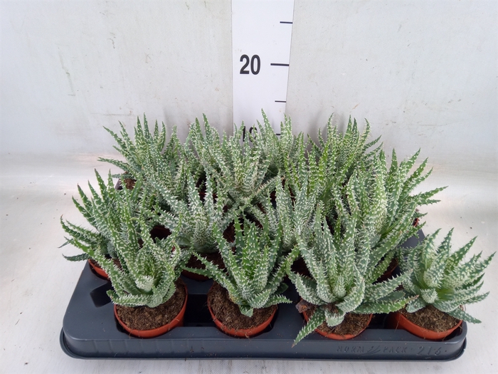 <h4>Aloe humilis</h4>