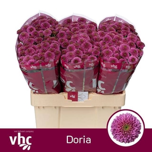 CHR S DORIA